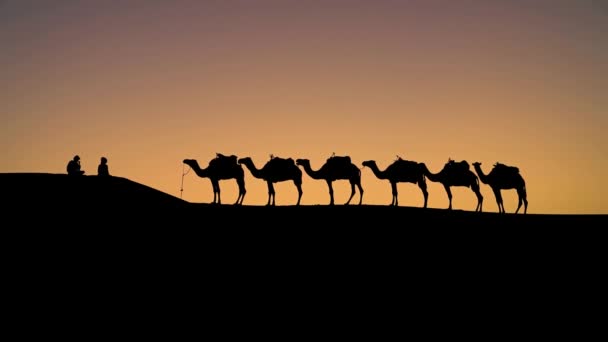 Sahra Çölü Fas Gün Batımında Bir Deve Karavanıyla Kum Tepelerinde — Stok video