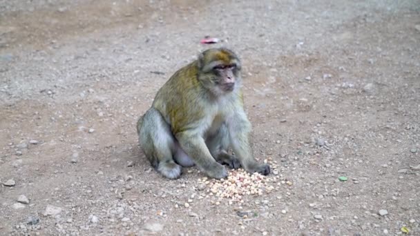 원숭이는 모로코의 마을에서 인간에 그에게 주어진 견과류를 — 비디오
