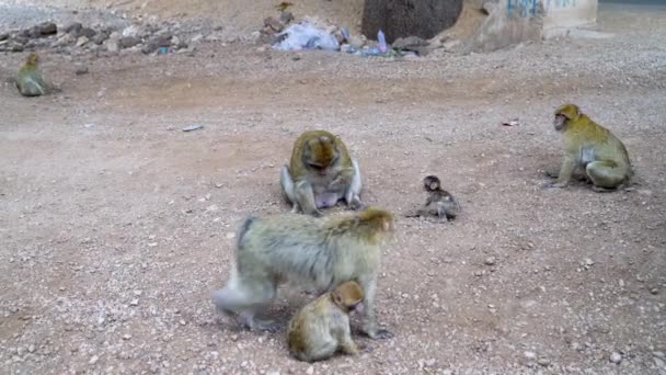 阿尔法猴正在吃人类供应的坚果 同时防止其他猴子吃 其他猴子只有在阿尔法允许的情况下才能吃 — 图库视频影像