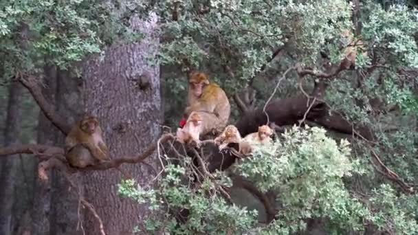 Scimmia Selvatica Mangiare Mela Sul Ramo Albero Mentre Scimmie Bambino — Video Stock