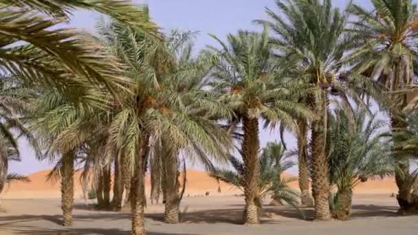 Utsikt Över Sahara Desert Genom Palmer Med Kameler Vilar Gyllene — Stockvideo