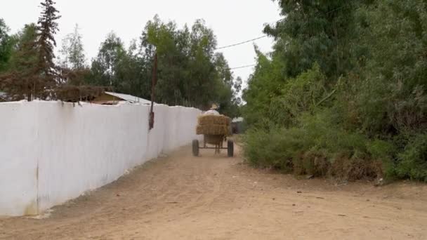 Μαρακές Μαρόκο Σεπτεμβρίου 2022 Μαροκινός Καβαλάρης Μικρής Μεταφοράς Αλόγων Μεταφέροντας — Αρχείο Βίντεο