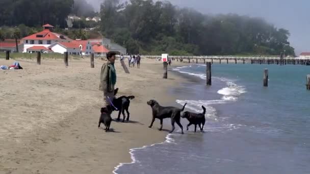 San Francisco Usa August 2019 Dogs Playing Owner Shore — Stock Video