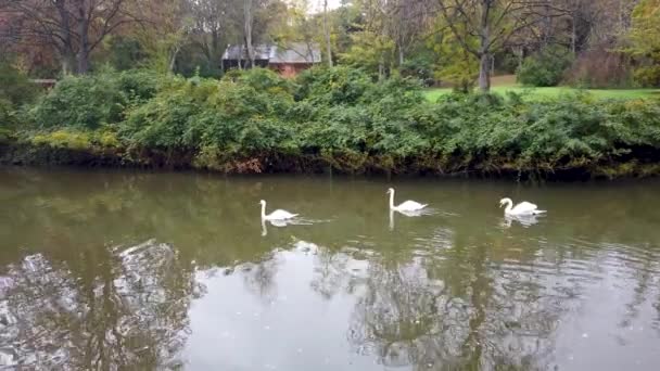 天鹅在阿塔图尔克植物园的一个湖中游泳 这是一个巨大的植物园 它以土耳其的缔造者穆斯塔法 凯末尔 阿塔图尔克的名字命名 在伊斯坦布尔 土尔其耶的一亩茂密的绿地上蔓延开来 — 图库视频影像