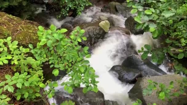 Türkiye Nin Karadeniz Kıyısındaki Artvin Karadeniz Bölgesinden Geçen Bir Nehre — Stok video