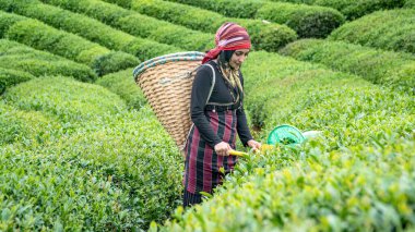 Rize, Türkiye - 24 Ekim 2023: Doğu Karadeniz bölgesindeki bir çay bahçesindeki çay çalılarının arasından çay toplayıcısı genç kız.