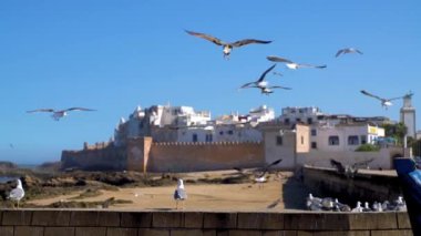 Essaouira şehir kalesi ve arka planda Essaouira kalesi olan martılar, Fas kıyıları boyunca eski tarihi şehir Essaouira, Fas Medine 'de yer alan sağlam bir kale.