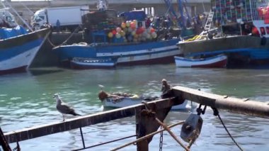 Martı Essaouira limanında, Fas 'ta. Canlı liman, günün avını getiren balıkçı tekneleriyle doluyken martılar tepemizde daireler çiziyor. Arka plandaki insanlar tanınmaz halde..