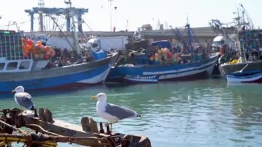 Martı Essaouira limanında, Fas 'ta. Canlı liman, günün avını getiren balıkçı tekneleriyle doluyken martılar tepemizde daireler çiziyor. Arka plandaki insanlar tanınmaz halde..
