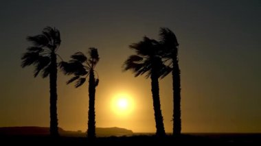 Fas 'ın Essaouira plajında gün batımında Palm tress' in siluetleri. Kasabanın plajları hem sörfçüleri hem de denizin tadını çıkarmak isteyen insanları çeker.