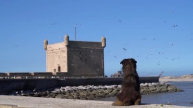 Essaouira balıkçılık limanında Atlantik Okyanusu 'na bakan tarihi bir kale olan Sqala du Port' un yanında oturan köpek..