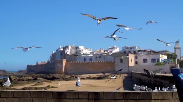 Gaivotas Com Bastião Muralha Cidade Essaouira Cidadela Essaouira Fundo Uma — Vídeo de Stock