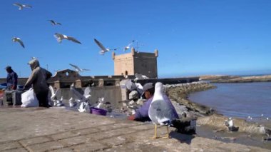 Essaouira, Fas - 17 Eylül 2022: Faslı balıkçı, arka planda bir savunma kulesi olan Sqala du Port ile günlük avını temizleyip hazırlıyor