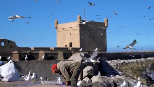 Essaouira Marokkó 2022 Szeptember Marokkói Halászok Takarítják Készítik Elő Napi — Stock videók