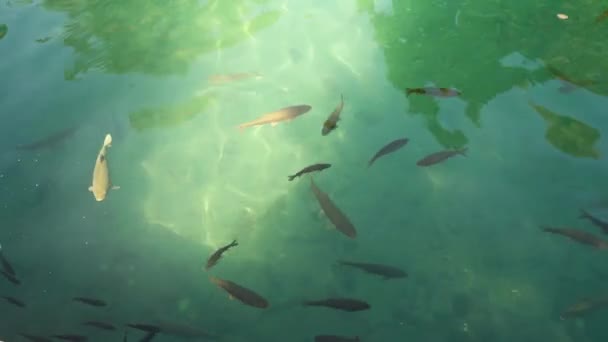 バリカリオールの魚の池の神聖な魚 これは トルコのサンリウルファのイスラム教徒と預言者アブラハムの出生地のための神聖な場所です — ストック動画
