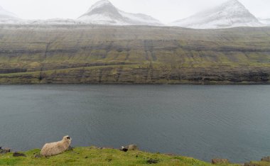 Faroe Adaları 'nda koyunlar özgürce dolaşır. Bu, engebeli Faroe topraklarına karşı yaygın bir görüntüdür..