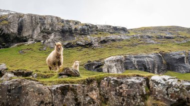Faroe Adaları 'nda koyunlar özgürce dolaşır. Bu, engebeli Faroe topraklarına karşı yaygın bir görüntüdür..