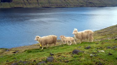 Faroe Adaları 'nda koyunlar özgürce dolaşır. Bu, engebeli Faroe topraklarına karşı yaygın bir görüntüdür..