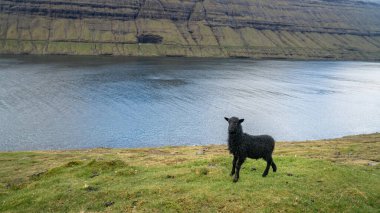 Faroe Adaları 'nda koyunlar özgürce dolaşır. Bu, engebeli Faroe topraklarına karşı yaygın bir görüntüdür..