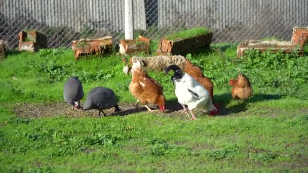 Pollo Gallo Con Guineafowl Numida Meleagris Paseando Por Campo Herboso — Vídeos de Stock