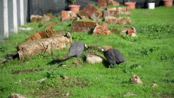 Guineafowl Numida Meleagris Walking Feeding Grass Field — Stock Video