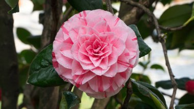 Güzel pembe Japon kamelya çiçekleri (Camelia japonica)