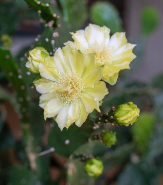 Siyah arka planı olan güzel kaktüs çiçekleri. Kaktüs çiçeğini kapat. Derinlik ve bulanıklık alanı kasten yapılır