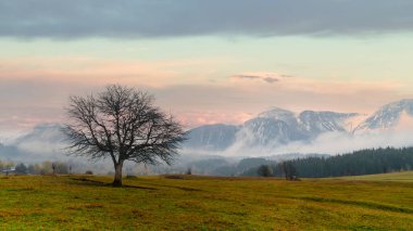 Türkiye 'nin Artvin kentindeki sonbahar manzarası. Doğu Anadolu, Karadeniz bölgesinde mevsimlik renklere sahip engin sonbahar manzarası