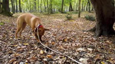 Neşeli, mutlu köpek yavrusu güz yaprakları arasında ormanda bir ağaç dalıyla oynuyor..
