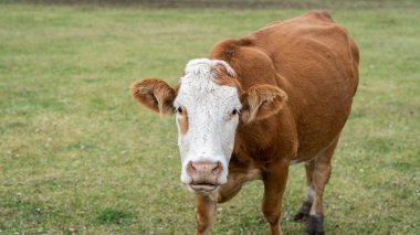 Türkiye 'nin Karadeniz Bölgesi Artvin' deki yemyeşil otlaklarla çevrili kameraya meraklı bir inek bakıyor