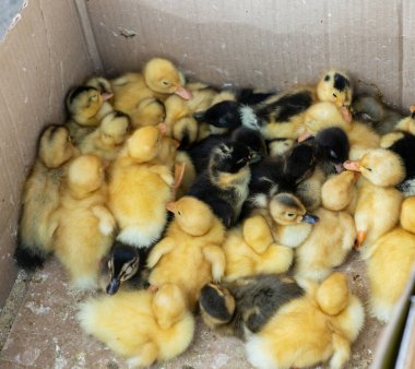 Kırgızistan 'da bir kutu yeni doğmuş civciv ve ızgarayla yerel pazar, kümes hayvanları çiftçiliğini ön plana çıkarıyor.