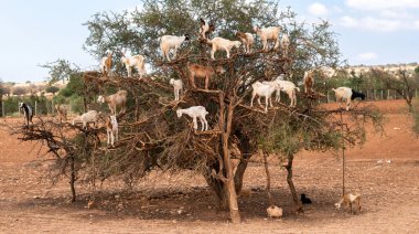 Fas 'ta Argan ağaçlarına tırmanan keçiler. Afrika 'da eşsiz bir vahşi yaşam manzarası.