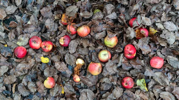 stock image Fallen apples scattered on the ground amidst decaying leaves, showcasing the remnants of the harvest season