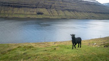 Koyunlar Faroe Adaları 'ndaki Vagar Adası' nda özgürce dolaşarak huzurlu kırsal manzarayı ve doğal yaşam alanını sergiliyorlar..