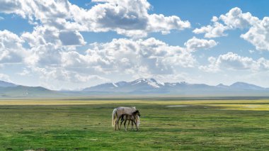 Wild horses in Kyrgyzstan nature green landscape with snow capped mountains. Kyrgyzstan is a landlocked country located in central Asia, known for its rugged, mountainous terrain and grasslands.