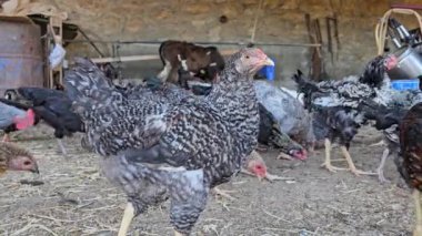Geniş bir kümeste çeşitli boyutlarda ve renkli tüylerle aktif olarak hareket eden ve birlikte beslenen büyük bir tavuk grubu..