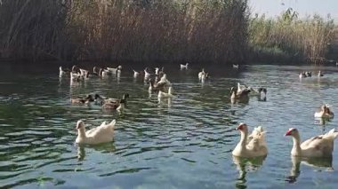 Akan su kristal berraklığında yüzen ördeklerle Azmak Nehri. Azmak Nehri, Türkiye 'nin Mugla ilçesindeki Akyaka ilinin popüler turistik beldesinde yer alıyor