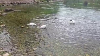 Akyaka 'nın Azmak Nehri' nde yüzen yabani ördekler, etrafı sazlıklar ve sakin doğa ile çevrili Türkiye