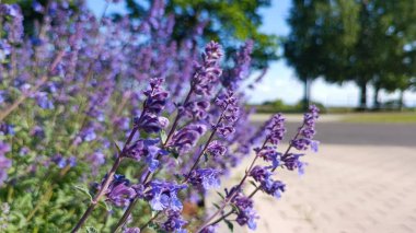    Yaz bitkisi - Nepeta faassenii 'Purrsian Blueii'