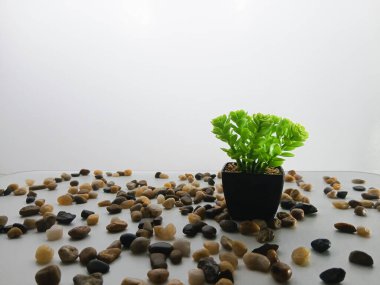 Siyah plastik bir vazoda, beyaz arka planda suni bir bitki resmi.