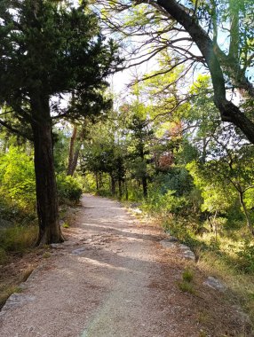 Makarska yarımadasında yeşil orman