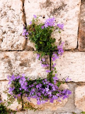Eski taş evde mor çiçekler