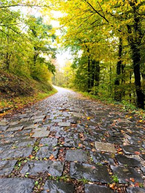 Sonbahar ormanlarında renkli ağaçlar ve yapraklarla dolu eski kaldırım taşı yolu.