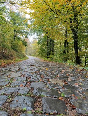 Sonbahar ormanlarında renkli ağaçlar ve yapraklarla dolu eski kaldırım taşı yolu.