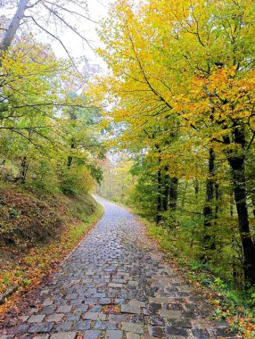 Sonbahar ormanlarında renkli ağaçlar ve yapraklarla dolu eski kaldırım taşı yolu.