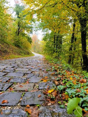 Sonbahar ormanlarında renkli ağaçlar ve yapraklarla dolu eski kaldırım taşı yolu.