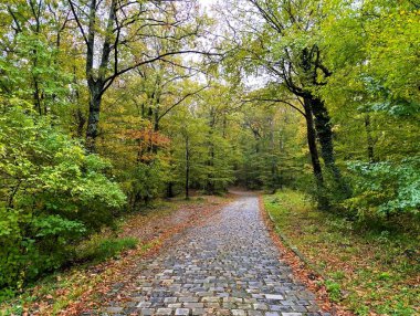 Sonbahar ormanlarında renkli ağaçlar ve yapraklarla dolu eski kaldırım taşı yolu.