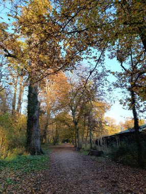 beautiful park forest in autumn colors