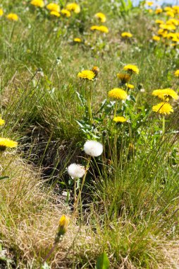Sarı karahindiba tarlası. Bazıları beyazdır. Yeşil çimen.
