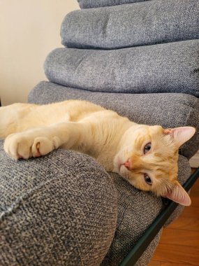 Sevimli kedi mavi bir sandalyede yatıyor.